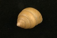 藏品(橡實蝸牛)的圖片